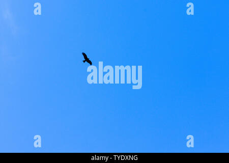 Möwe Vogel im Flug auf blauen Himmel Hintergrund in hellem Sonnenlicht Pangot, einem kleinen Dorf in Uttarakhand, Indien. Symbol für Freiheit und Freiheit. Kopieren Sie sp Stockfoto