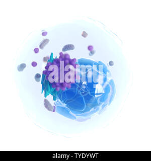 3D-Darstellung einer menschlichen Zelle Stockfoto