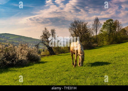 Grasende Pferd auf einer grünen Wiese Wiese in Karpaten, Ukraine Stockfoto