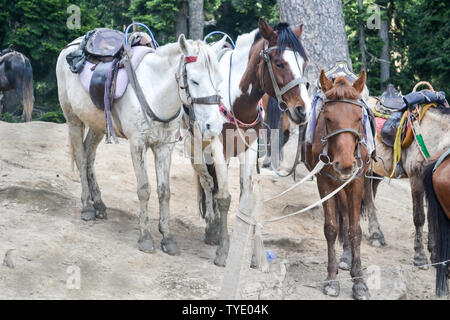 Eine Herde von Wildpferden im Trekking Trail des Himalaya Valley im Annapurna Circuit Trek, Himalaya, Nepal. Stockfoto