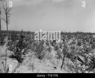 Foto von Riley Creek Plantation Nummer 18; Umfang und Inhalt: Original Bildunterschrift: Riley Creek Plantation #18. 1-0 Jack pine Herbst 1935 gepflanzt. Stockfoto