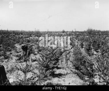 Foto von Riley Creek Plantation Nummer 18; Umfang und Inhalt: Original Bildunterschrift: Riley Creek Plantation #18. 1-0 Jack pine Herbst 1935 gepflanzt. Stockfoto