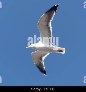 Eine Möwe fliegt über dem blauen Himmel an einem warmen Sommertag Stockfoto