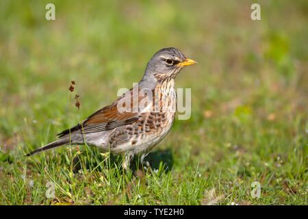 Wacholderdrossel (Turdus pilaris) steht auf einer Wiese, Altmuhltal, Fränkisches Seenland, Mittelfranken, Franken, Bayern, Deutschland Stockfoto