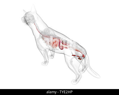 3D-gerenderte Medizinisch genaue Abbildung eines Hunde inneren Organen. Stockfoto