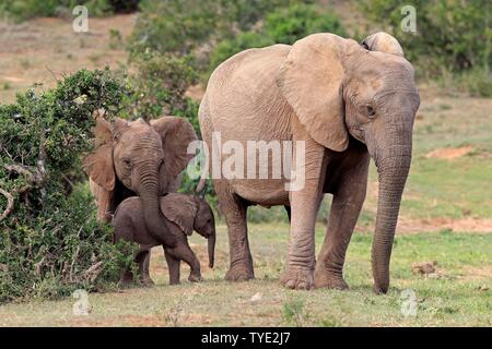 Afrikanischer Elefant (Loxodonta africana), Erwachsener, Weibchen mit Jungen Tier, Addo Elephant National Park, Eastern Cape, Südafrika Stockfoto