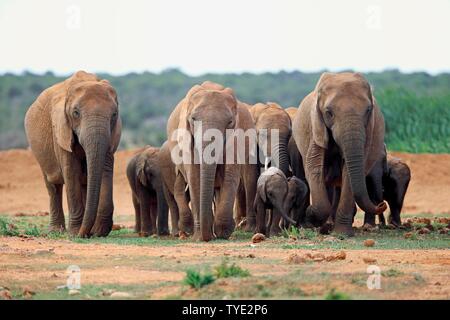 Afrikanische Elefanten (Loxodonta africana), Herde mit jungen Tieren wandern, Addo Elephant National Park, Eastern Cape, Südafrika Stockfoto