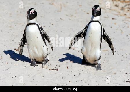 Zwei afrikanische Pinguine (Spheniscus demersus), Erwachsener, Tier Paar am Strand, Boulders Beach, Simon's Town, Western Cape, Südafrika Stockfoto