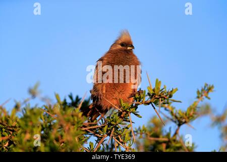 Gesprenkelte mousebird (Colius striatus), Erwachsener, sitzen in Akazie auf Barsch, Addo Elephant National Park, Eastern Cape, Südafrika Stockfoto