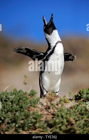 Afrikanische Pinguin (Spheniscus demersus), Erwachsener, Aufruf, Verbreitung Flügel, Boulders Beach, Simon's Town, Western Cape, Südafrika Stockfoto