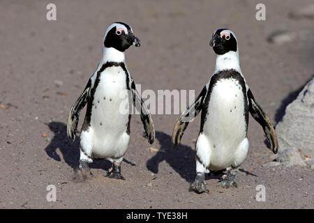 Zwei afrikanische Pinguine (Spheniscus demersus), Erwachsener, Tier paar Walking am Strand, Betty's Bay, Stony Point Nature Reserve, Western Cape, Südafrika Stockfoto