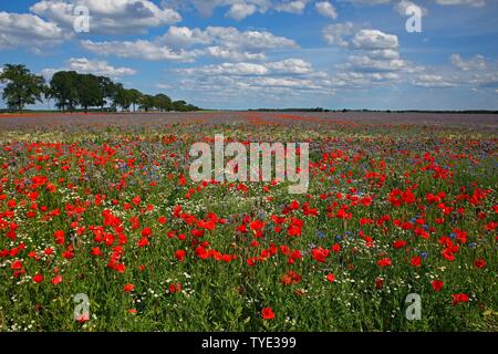 Mais Mohn (Papaver rhoeas), Kornblumen (Centaurea cyanus), Biene Liebhaber (Phacelia tanacetifolia) und Geruchlos mayweed (Tripleurospermum perforatum) Stockfoto