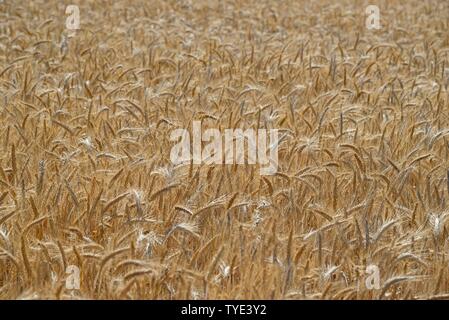 Triticale Getreide, Kreuzung von Weizen (Triticum aestivum L.) und Roggen (Secale cereale L.), Hessen, Deutschland Stockfoto