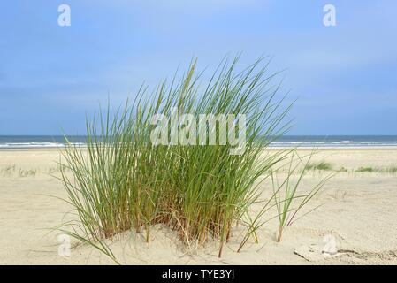 Europäischen Marram Gras (Ammophila arenaria) am breiten Sandstrand, Wangerooge, Ostfriesische Inseln, Nordsee, Niedersachsen, Deutschland Stockfoto