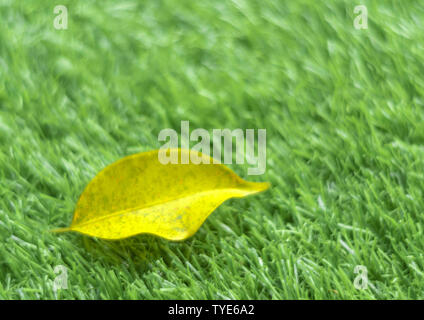 Die Textur der Kunststoff künstliche Gras und das Herbstlaub durch geringe Tiefenschärfe Stockfoto