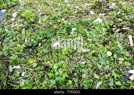 Eichhornia crassipes oder gemeinsamen Wasserhyazinthe und vielen Müll auf der Oberfläche des Wassers von Choa Phraya Fluss in Bangkok, Thailand Stockfoto