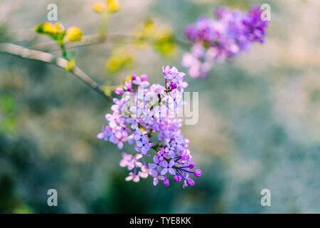 Eine offene Flieder im Frühling. Stockfoto