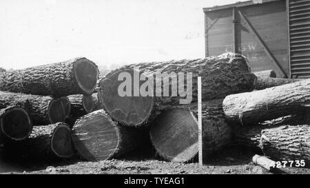 Foto von drei Nußbaum rundholz; Umfang und Inhalt: Original Bildunterschrift: Drei Nussbaum Protokolle von einem Baum Größen 10 x 25, 9 x 23, 725 bd. ft. Stockfoto