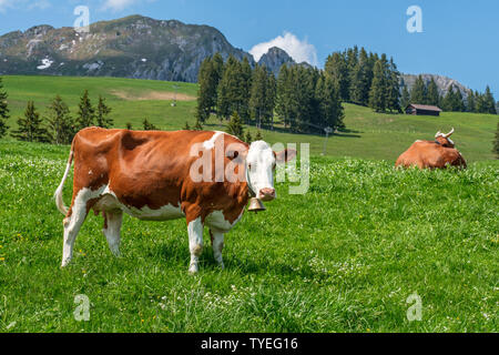 Schöne Kuh mit Kuhglocke in einer Bergwiese in den Schweizer Alpen an einem schönen sonnigen Tag mit blauen Himmel mit Wolken Stockfoto