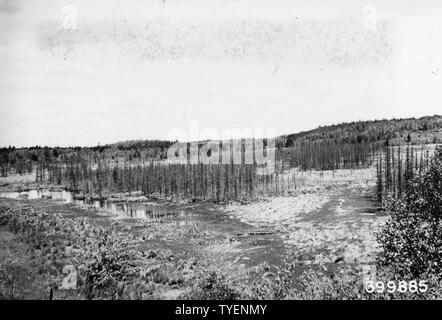 Foto von einem typischen schwarzen Fichte Tamarack Muskey Sumpf; Umfang und Inhalt: Original Bildunterschrift: Eine typische schwarze Fichte - Tamarack muskey Sumpf in den See, mit einem langsamen schlängelnden Strom fließt. Wie Sümpfe sind häufig von Biber töten das Holz überflutet. Die alte Beaver Dam hat in diesem gebrochen Sumpf und es ist langsam ablassen und. Stockfoto