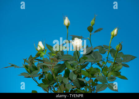 Blumen miniatur Rose auf Blau Stockfoto