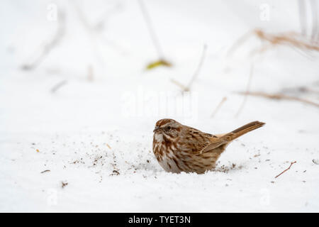 Song Sparrow, Los Poblanos Felder Open Space, Albuquerque, New Mexico, USA. Stockfoto