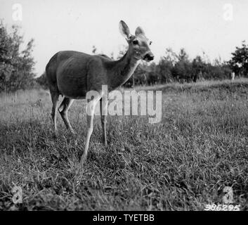 Foto einer alten Häsin mit einem langen Ewe Hals; Umfang und Inhalt: Original Bildunterschrift: Bild einer alten Häsin mit einem langen ewe Hals, die in das Clearing bei Elk River Tower getroffen. Der Zustand dieses doe scheint nur fair zu sein, Rippen und hervorstehende Knochen gesehen werden kann. Das Foto wurde am 1. Sept. 1939 genommen - noch nicht aus den Zustand des doe Euter, es l. Stockfoto