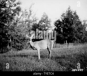 Foto einer alten Häsin mit einem langen Ewe Hals; Umfang und Inhalt: Original Bildunterschrift: Bild einer alten Häsin mit einem langen ewe Hals, die in das Clearing bei Elk River Tower getroffen. Der Zustand dieses doe scheint nur fair zu sein, Rippen und hervorstehende Knochen gesehen werden kann. Stockfoto