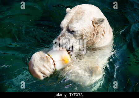 Hannover, Deutschland. 26 Juni, 2019. Polar bear Sprinter leckt ein Eis Kuchen schwimmen im Wasser auf der Hannover Zoo. Credit: Hauke-Christian Dittrich/dpa/Alamy leben Nachrichten Stockfoto