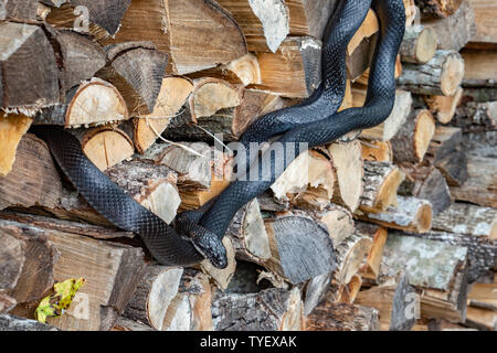 Eine schöne schwarze Ratte Schlange eingerollt auf einem Stapel von Scheitholz Stockfoto