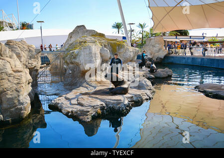 Spanien, Valencia, Stadt der Wissenschaften und Künste, Oceanogràfic, der größte ozeanographische Park in Europa, Seelöwen-show Stockfoto