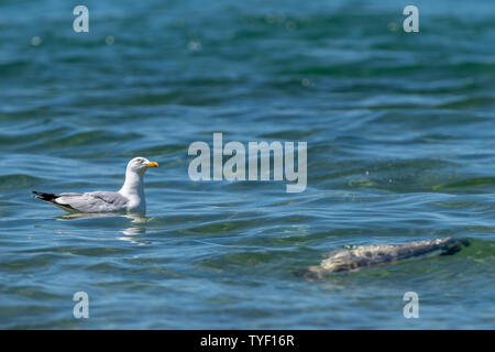 Silbermöwe (Larus argentatus) hat ein Auge auf den Himmel schweben in der Nähe von einem toten Fisch (geglaubt, ein Karpfen (Cyprinus carpio)) in See Michi Stockfoto