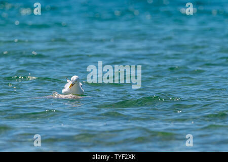 Silbermöwe (Larus argentatus) Fütterung mit einem toten Fisch (geglaubt, ein Karpfen (Cyprinus carpio)) in den Lake Michigan, USA. Stockfoto