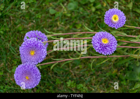 Schönen Astern im Garten blühen im frühen Herbst Stockfoto