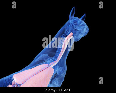 3D-gerenderte medizinisch genauen Abbildung des Pferdes Anatomie Stockfoto