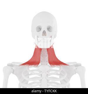 3D-gerenderte medizinisch genauen Abbildung des Platysma Stockfoto