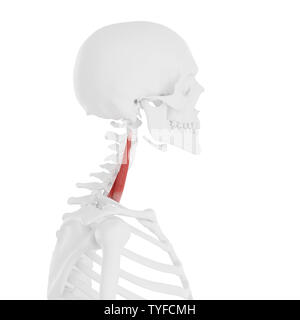 3D-gerenderte medizinisch genauen Abbildung des Nahen Scalene Stockfoto