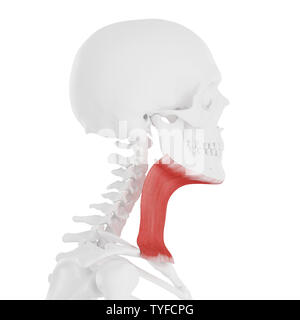 3D-gerenderte medizinisch genauen Abbildung des Platysma Stockfoto