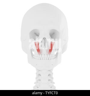 3D-gerenderte Medizinisch genaue Abbildung der Levator Labii Superioris Stockfoto