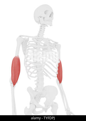 3D-gerenderte medizinisch exakte Darstellung der Positionen Stockfoto