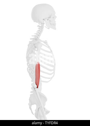 3D-gerenderte medizinisch exakte Darstellung der Positionen Stockfoto
