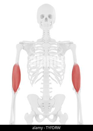 3D-gerenderte medizinisch exakte Darstellung der Positionen Stockfoto