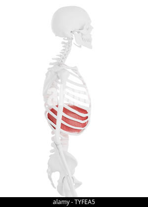 3D-gerenderte Medizinisch genaue Abbildung der Membran Stockfoto