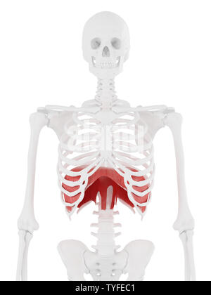 3D-gerenderte Medizinisch genaue Abbildung der Membran Stockfoto