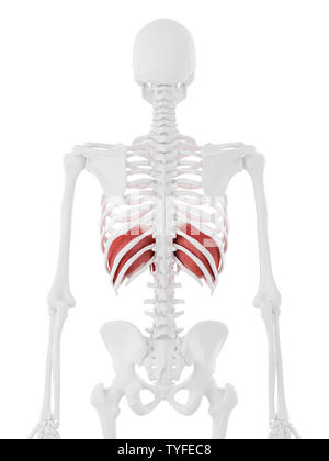 3D-gerenderte Medizinisch genaue Abbildung der Membran Stockfoto