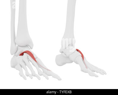 3D-gerenderte Medizinisch genaue Abbildung der Extensor Hallucis Brevis Stockfoto