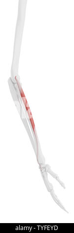 3D-gerenderte Medizinisch genaue Abbildung der Extensor Carpi Radialis Brevis Stockfoto