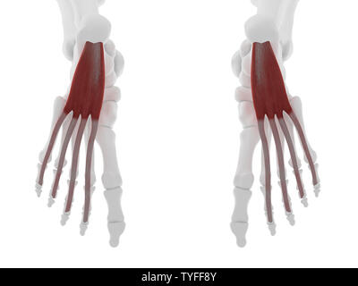 3D-gerenderte Medizinisch genaue Abbildung der Flexor Digitorum Brevis Stockfoto