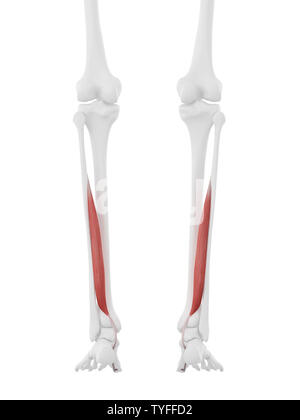 3D-gerenderte Medizinisch genaue Abbildung der Flexor Hallucis Stockfoto