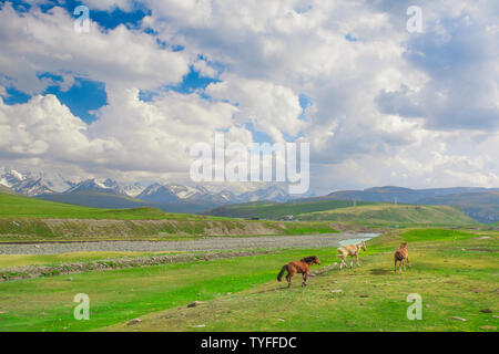 Im Frühsommer, drei Pferde laufen und spielen auf der riesigen Bayinbrook prairie Stockfoto
